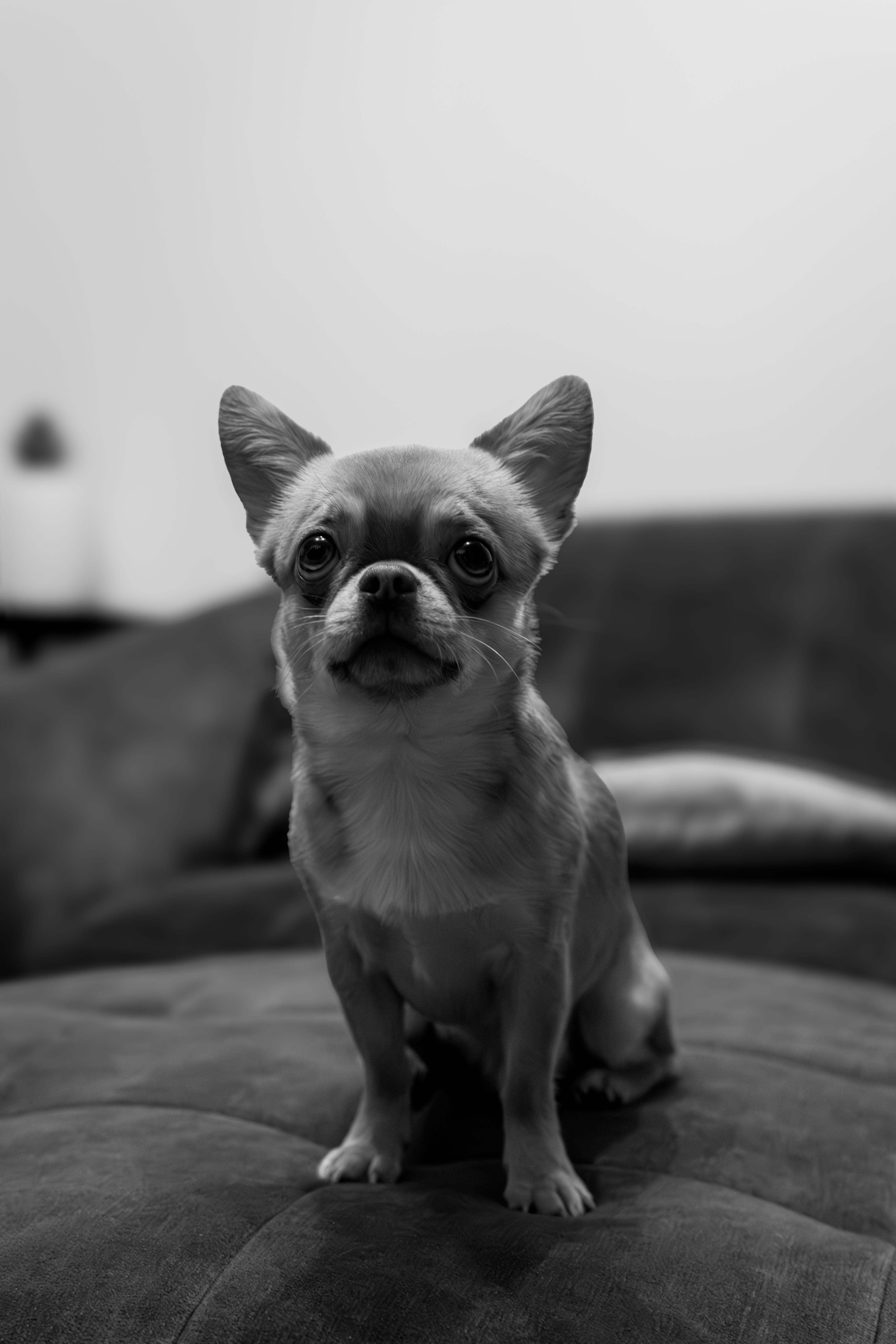 Pet photography by Francesco Fraioli