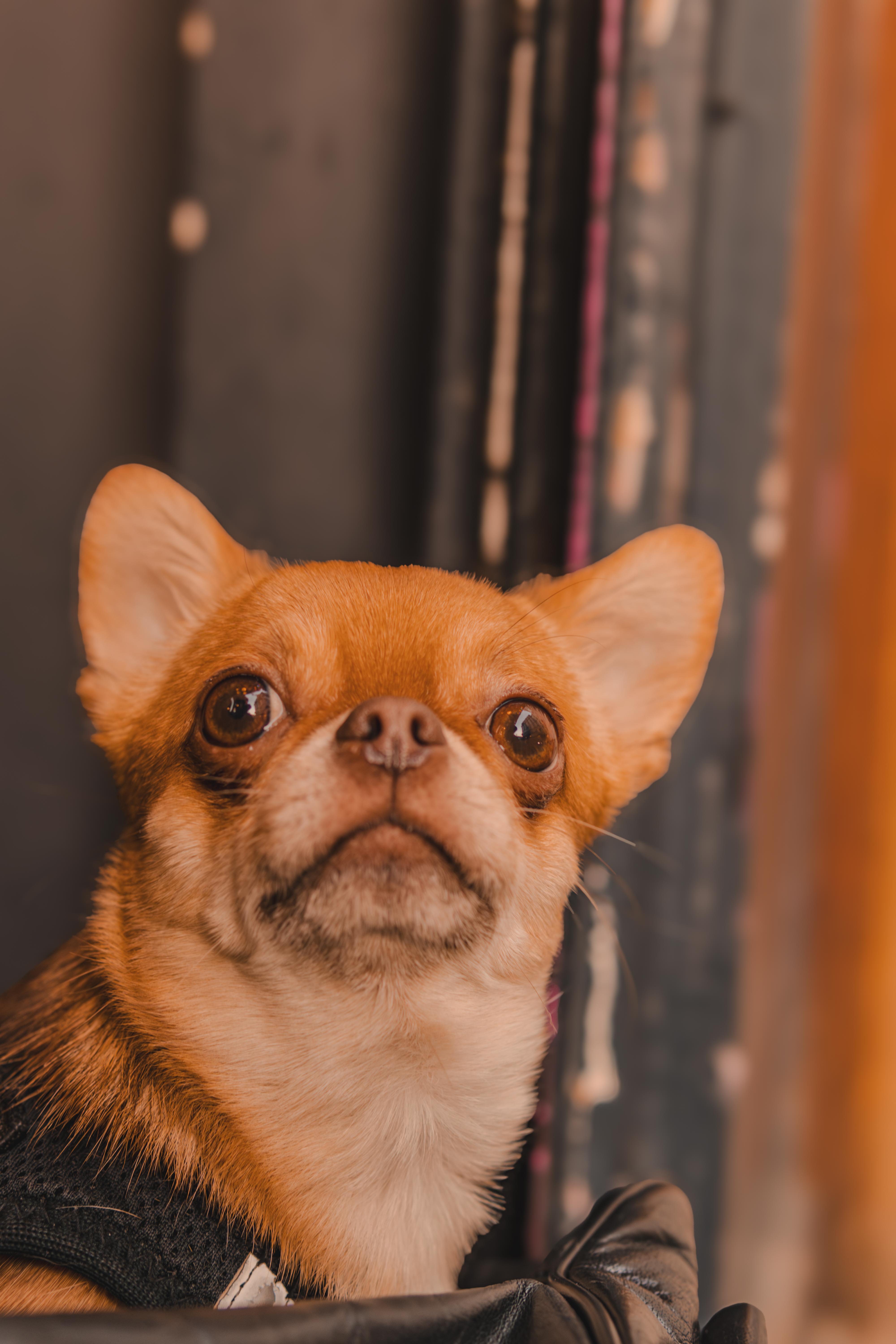 Pet photography by Francesco Fraioli